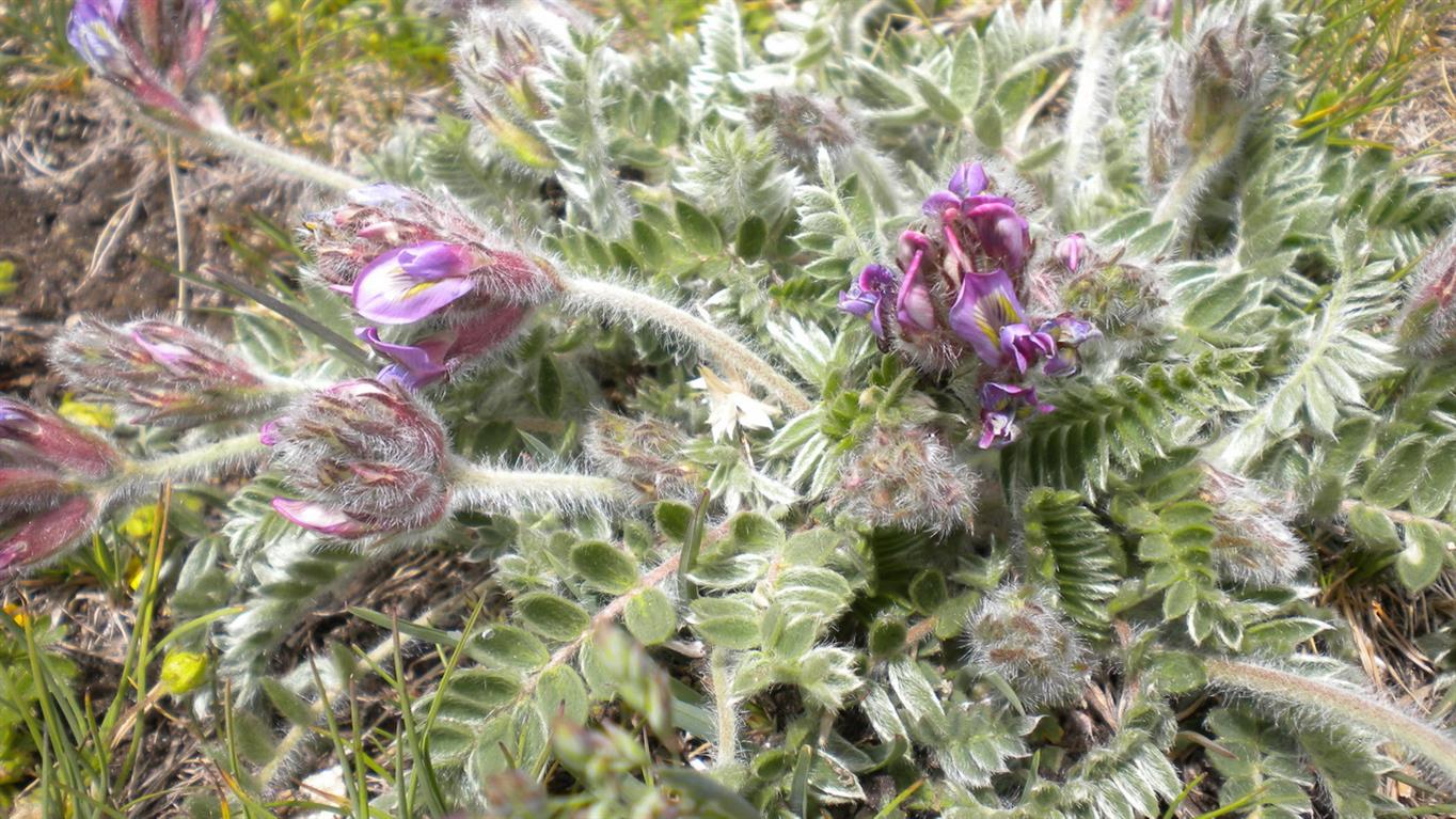 Val d''Aosta 09 - Oxytropis cfr. halleri